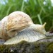 Escargot de Bourgogne